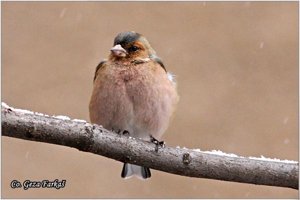 75_chaffinch.jpg - Chaffinch, ObiÄna zeba, Fringilla coelebs, Mesto-Location, Novi Sad, Serbia