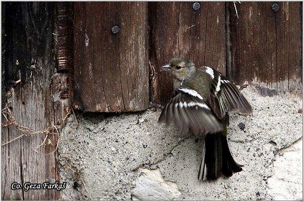 76_chaffinch.jpg - Chaffinch, Obicna zeba, Fringilla coelebs, Mesto-Location, Tara Serbia