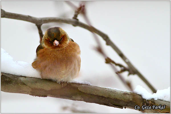 77_chaffinch.jpg - Chaffinch, ObiÄna zeba, Fringilla coelebs, Mesto-Location, Novi Sad, Serbia