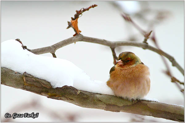 78_chaffinch.jpg - Chaffinch, ObiÄna zeba, Fringilla coelebs, Mesto-Location, Novi Sad, Serbia