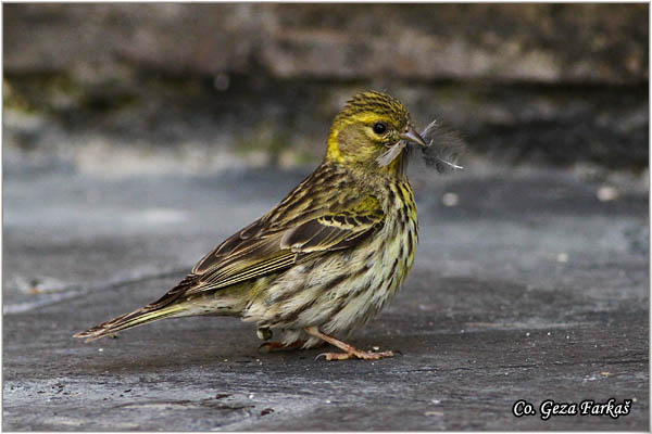 85_european_serin.jpg - European Serin, Serinus serinus, utarica, Mesto - Location: Cordoba, Spain