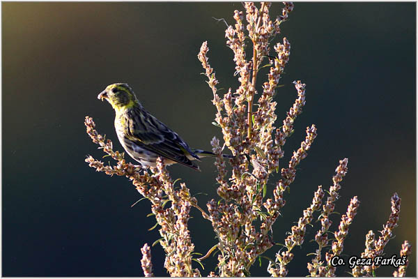 86_european_serin.jpg - European Serin, Serinus serinus, utarica, Mesto - Location: Kopaonik, Serbia