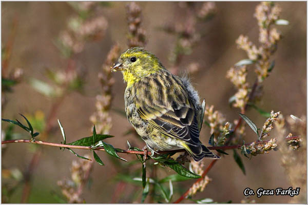 87_european_serin.jpg - European Serin, Serinus serinus, utarica, Mesto - Location: Kopaonik, Serbia