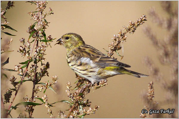 88_european_serin.jpg - European Serin, Serinus serinus, utarica, Mesto - Location: Kopaonik, Serbia