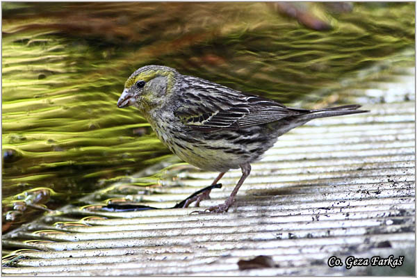 97_atlantic_canary.jpg - Atlantic Canary, Serinus canaria, Kanarinac, Mesto - Location: Sao Miguel, Azores