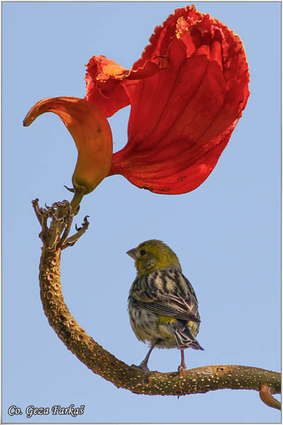 98_atlantic_canary.jpg - Atlantic Canary, Serinus canaria, Kanarinac, Mesto - Location: Gran Canaria, Spain