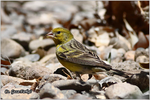 99_atlantic_canary.jpg - Atlantic Canary, Serinus canaria, Kanarinac, Mesto - Location: Gran Canaria, Spain