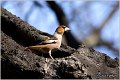 02_hawfinch