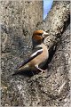 03_hawfinch