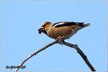 05_hawfinch