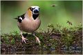 08_hawfinch