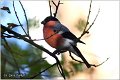 20_bullfinch