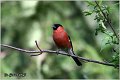 22_bullfinch