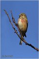 24_eurasian_linnet