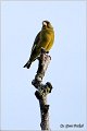 30_greenfinch