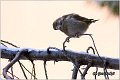 36_greenfinch