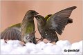 37_greenfinch