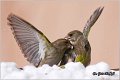 39_greenfinch