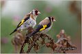 44_goldfinch