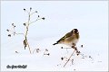 47_goldfinch