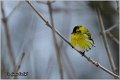 50_siskin