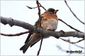 59_brambling