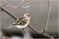 60_brambling