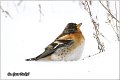 61_brambling