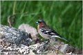 63_chaffinch