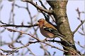 64_chaffinch