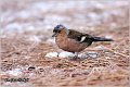 65_chaffinch