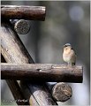 67_chaffinch