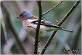 68_chaffinch