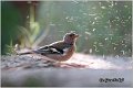 70_chaffinch