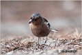 72_chaffinch