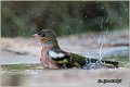 73_chaffinch