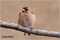 75_chaffinch