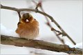 77_chaffinch