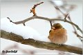 78_chaffinch