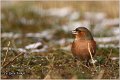 79_chaffinch