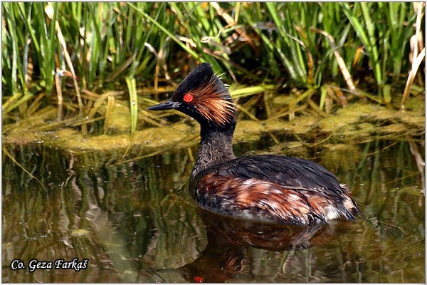 00_black-necked_grebe.jpg - Black-necked Grebe, Podiceps nigricollis, Crnovrati gnjurac, Mesto - Location: Temerin, Serbia