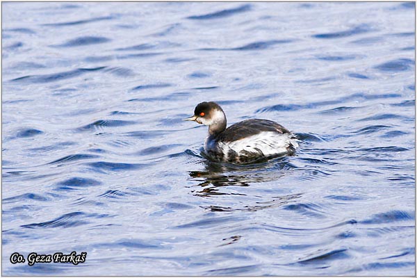 01_black-necked_grebe.jpg - Black-necked Grebe, Podiceps nigricollis, Crnovrati gnjurac, Mesto - Location: Temerin, Serbia