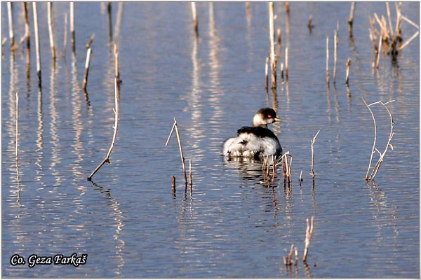 02_black-necked_grebe.jpg - Black-necked Grebe, Podiceps nigricollis, Crnovrati gnjurac, Mesto - Location: Becej, Serbia