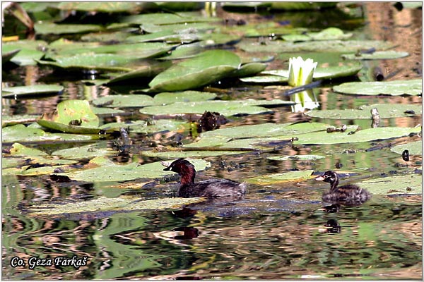 04_little_grebe.jpg - Little Grebe, Tachybaptus ruficollis, Mali gnjurac, Mesto - Location: Jegricka, Serbia