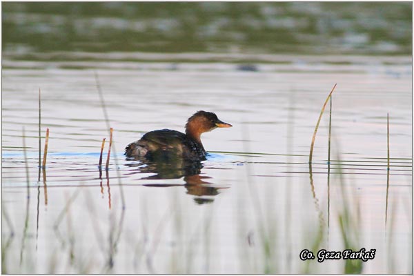 05_little_grebe.jpg - Little Grebe, Tachybaptus ruficollis, Mali gnjurac, Mesto - Location: Koviljski rit, Serbia