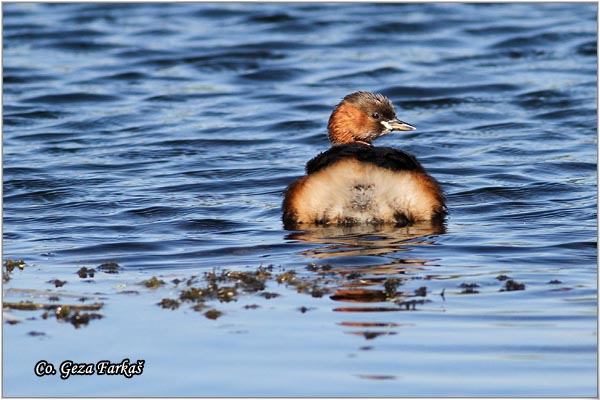 06_little_grebe.jpg - Little Grebe, Tachybaptus ruficollis, Mali gnjurac, Mesto - Location: Jegricka river, Serbia