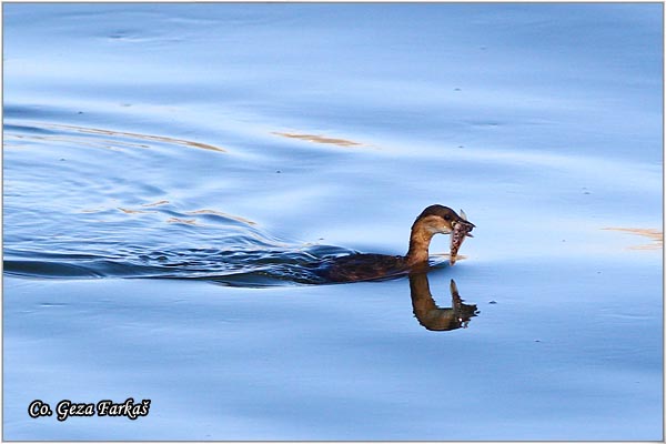 07_little_grebe.jpg - Little Grebe, Tachybaptus ruficollis, Mali gnjurac, Mesto - Location: Jegricka river, Serbia