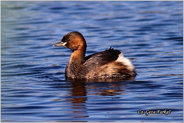 08_little_grebe.jpg - Little Grebe, Tachybaptus ruficollis, Mali gnjurac, Mesto - Location: Jegricka river, Serbia