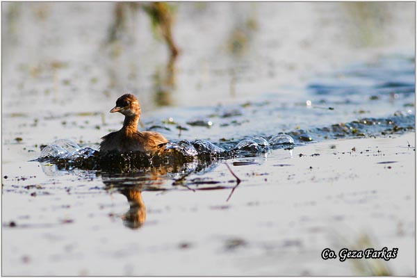 09_little_grebe.jpg - Little Grebe, Tachybaptus ruficollis, Mali gnjurac, Mesto - Location: Tomaevac, Serbia