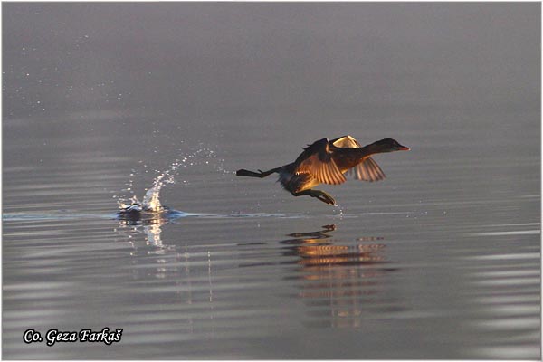 10_little_grebe.jpg - Little Grebe, Tachybaptus ruficollis, Mali gnjurac, Mesto - Location: Begecka jama, Serbia